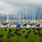 Coots, Boats and Sky