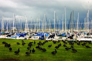 Coots, Boats and Sky
