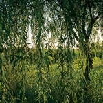 Willow Green