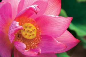 Lotus Close-up