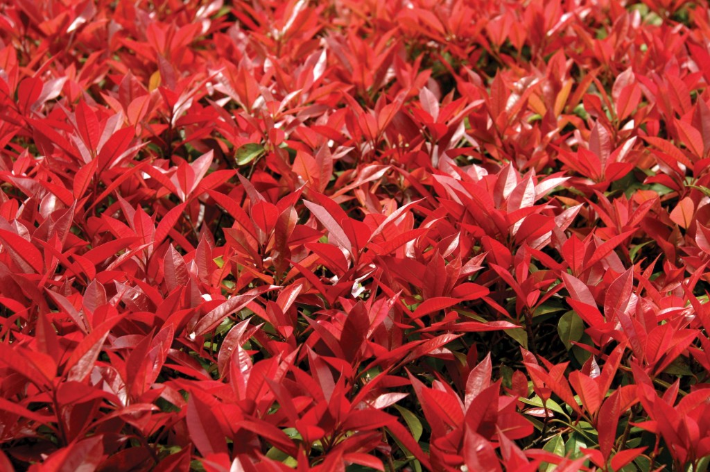 Red Leaves