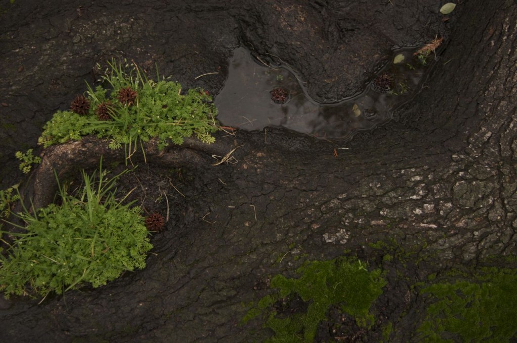 Tree Root World